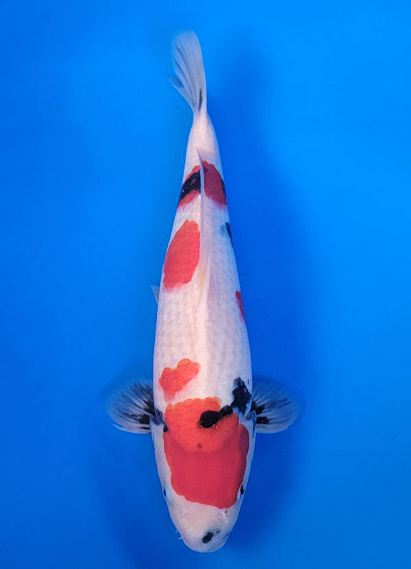 Koi fish for sale — 37 cm Isa Tancho Showa at ChampKoi