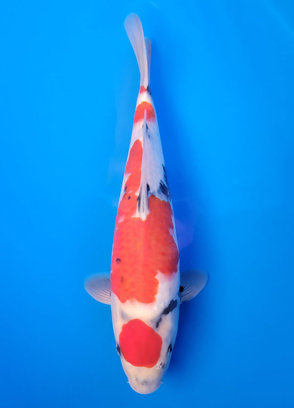 Koi fish for sale — 35 cm Isa Tancho Showa at ChampKoi