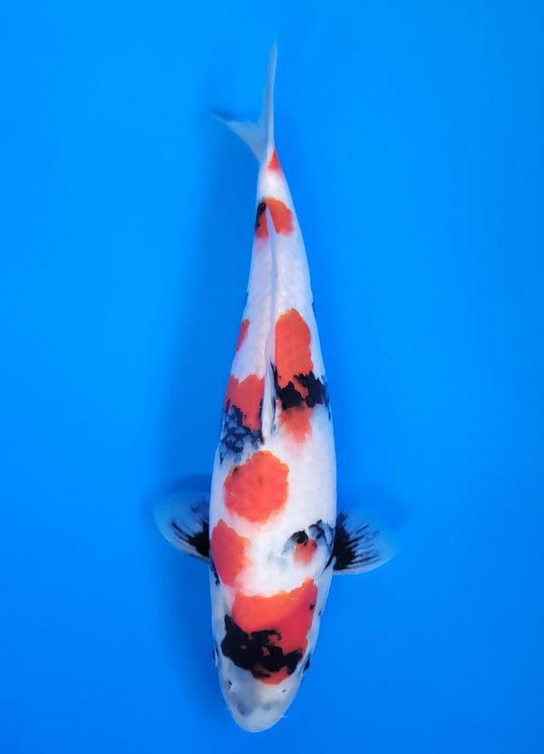 Koi fish for sale — 33 cm Isa Tancho Showa at ChampKoi