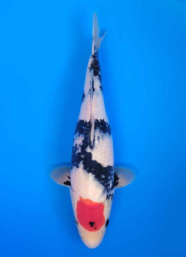 Koi fish for sale — 37 cm Isa Tancho Showa at ChampKoi