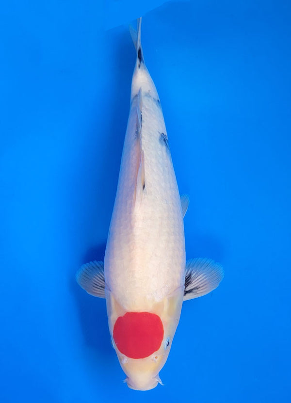Koi fish for sale — 39 cm Isa Tancho Showa at ChampKoi