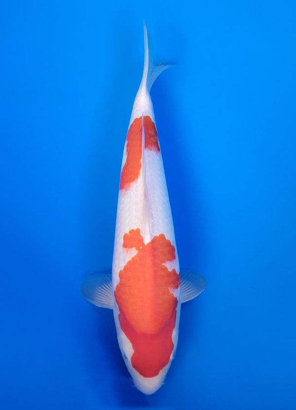 Koi fish for sale — 37 cm Isa Kohaku at ChampKoi