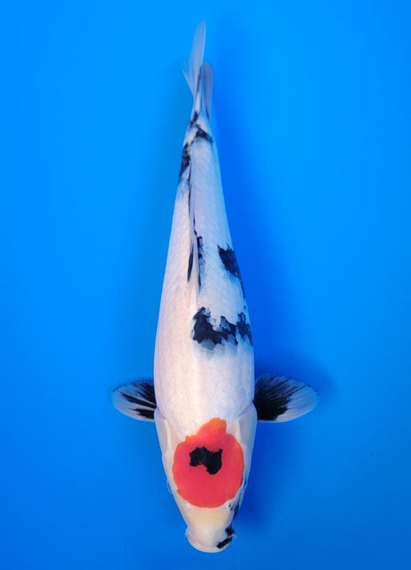 Koi fish for sale — 36 cm Isa Tancho Showa at ChampKoi