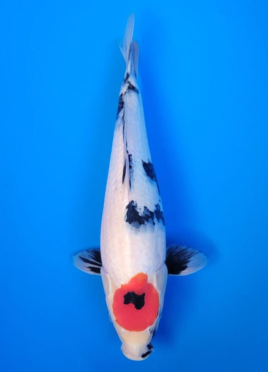 Koi fish for sale — 36 cm Isa Tancho Showa at ChampKoi
