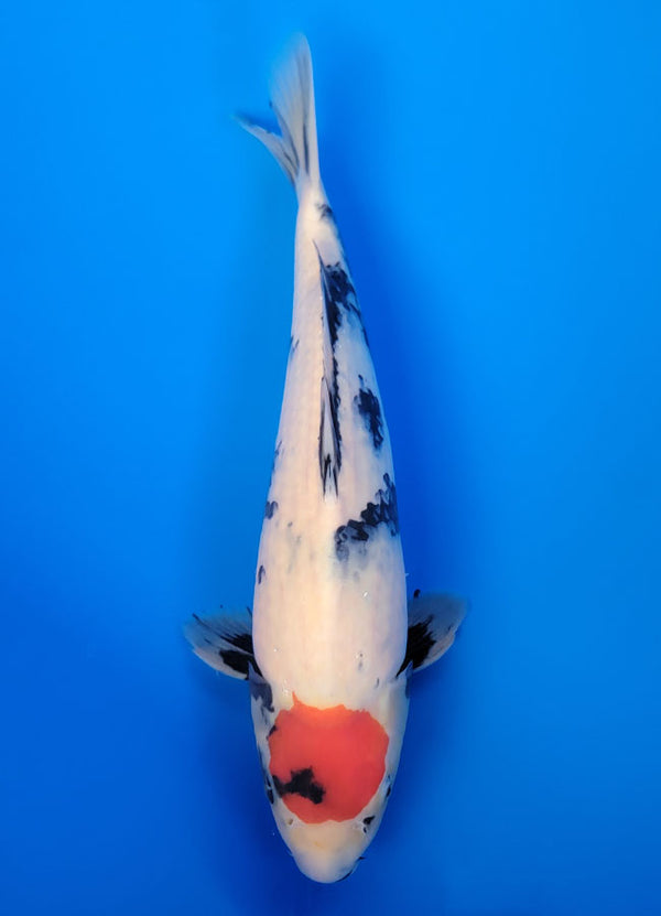 Koi fish for sale — 38 cm Isa Tancho Showa at ChampKoi