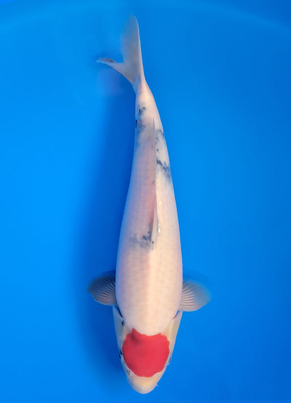 Koi fish for sale — 36 cm Isa Tancho Showa at ChampKoi