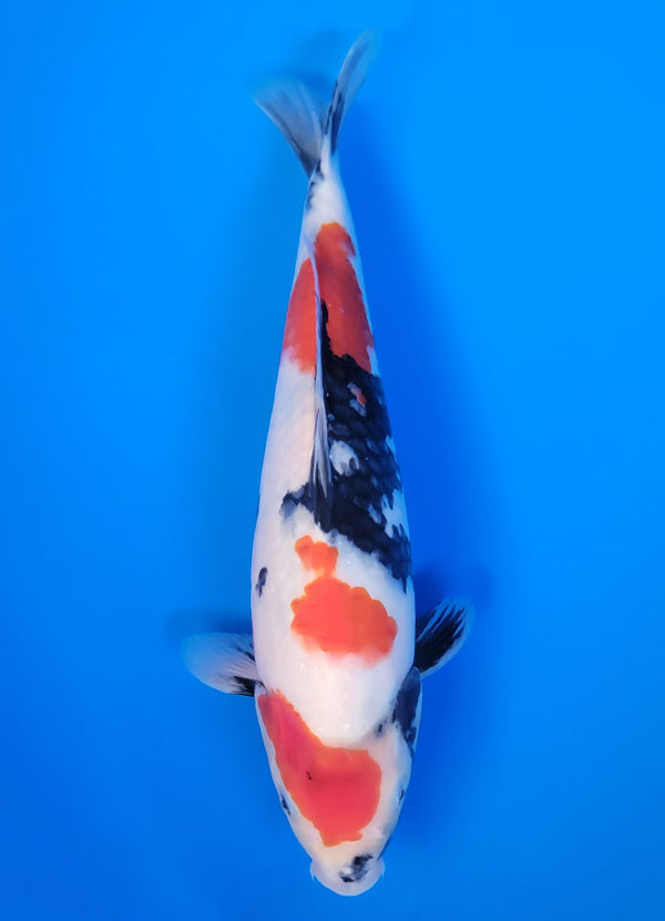 Koi fish for sale — 34 cm Isa Showa at ChampKoi