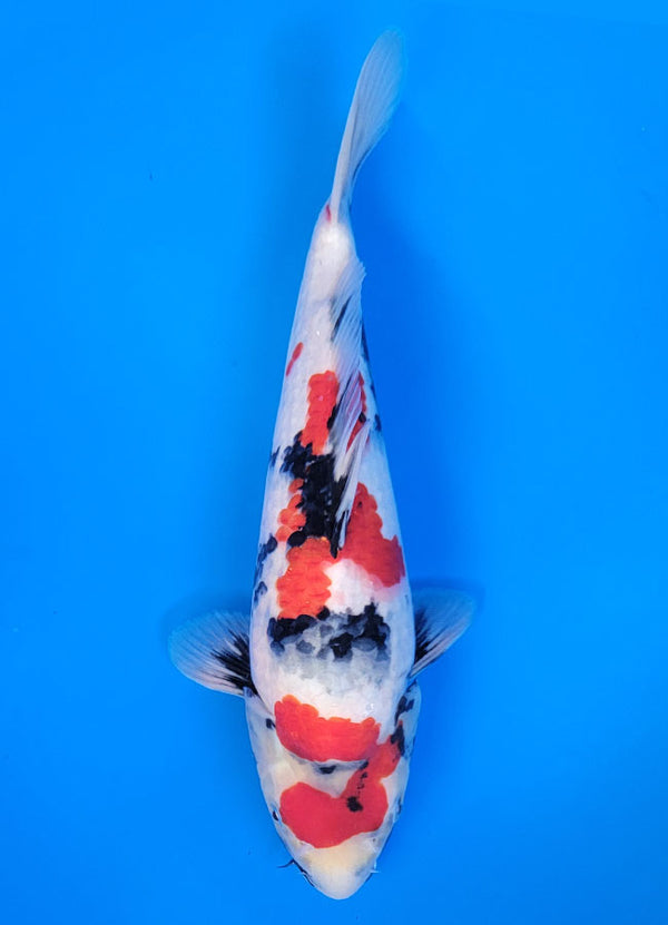 Koi fish for sale — 32 cm Isa Showa at ChampKoi