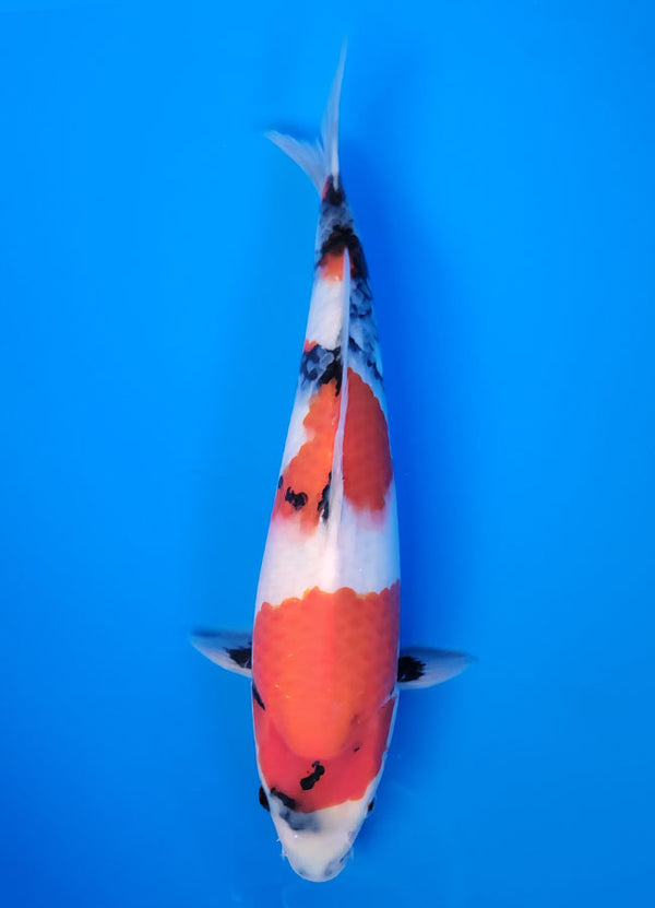 Koi fish for sale — 35 cm Isa Showa at ChampKoi