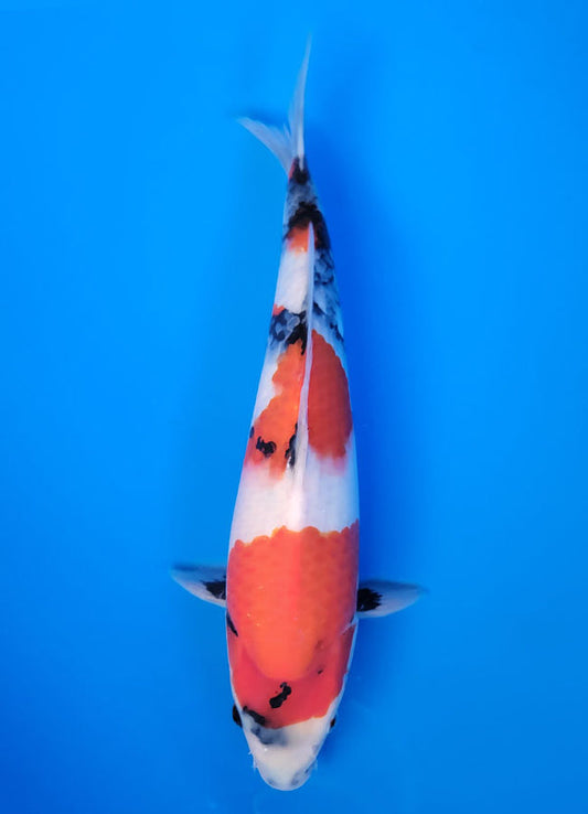 Koi fish for sale — 35 cm Isa Showa at ChampKoi