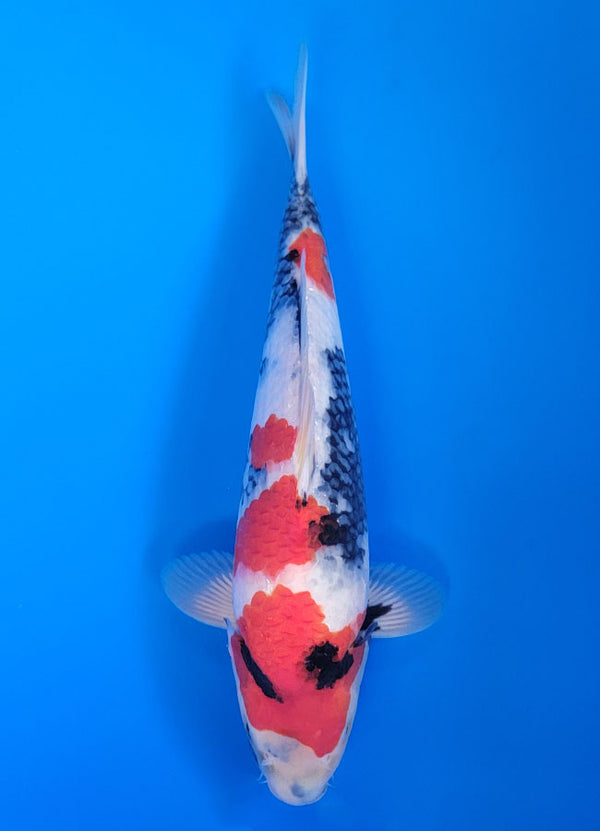Koi fish for sale — 35 cm Isa Showa at ChampKoi