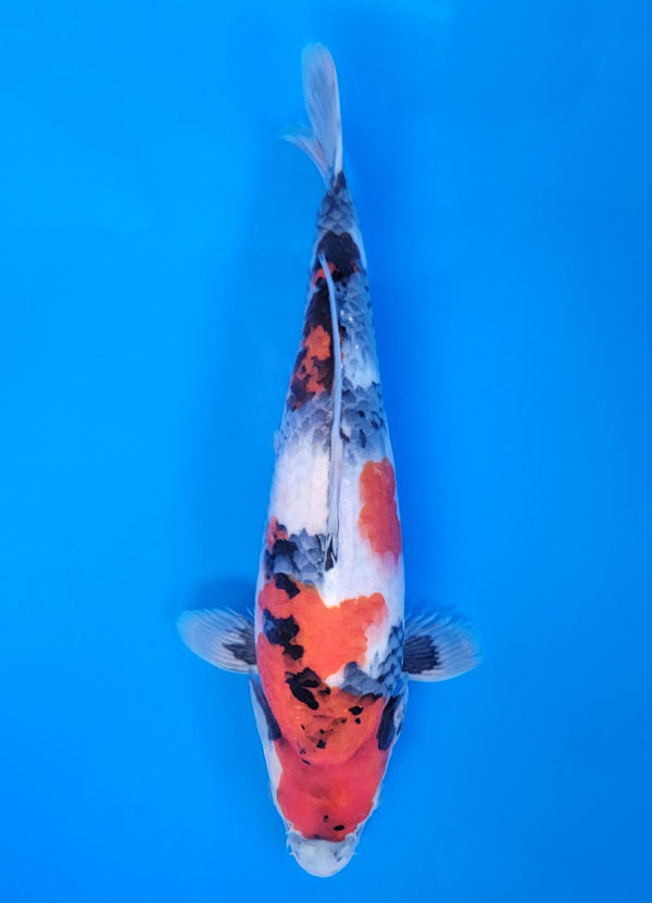 Koi fish for sale — 35 cm Isa Showa at ChampKoi
