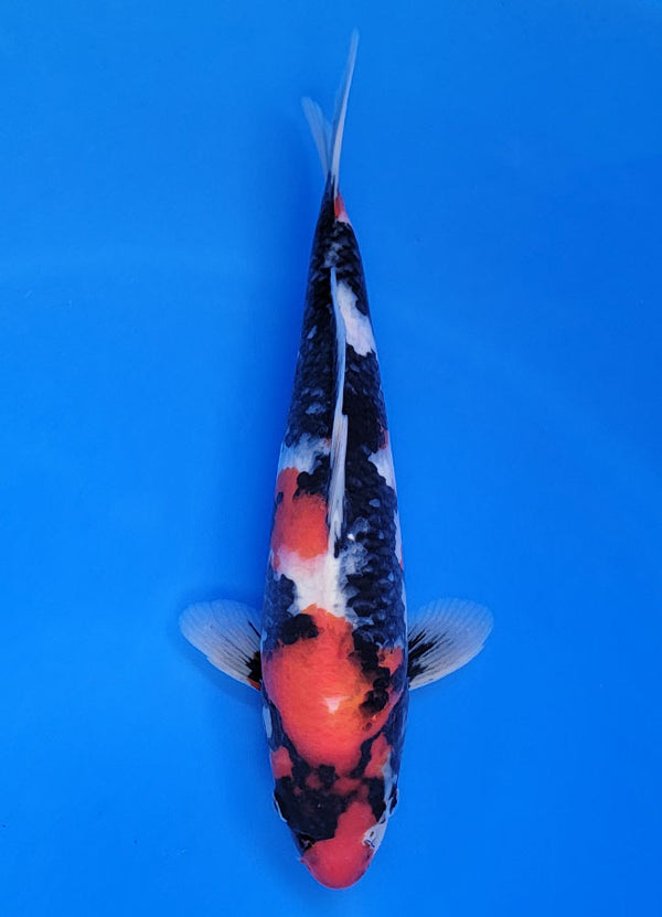 Koi fish for sale — 35 cm Ogata Showa at ChampKoi