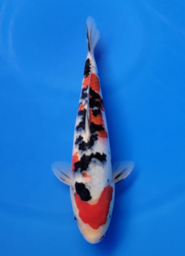 Koi fish for sale — 31 cm Ooya Sanke at ChampKoi
