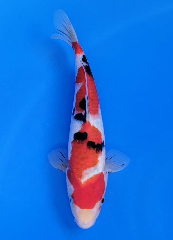 Koi fish for sale — 29 cm Ooya Sanke at ChampKoi