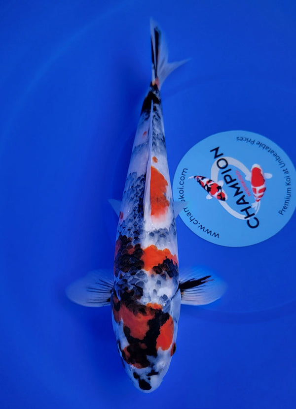 Koi fish for sale — 35 cm Hoshikin Showa at ChampKoi