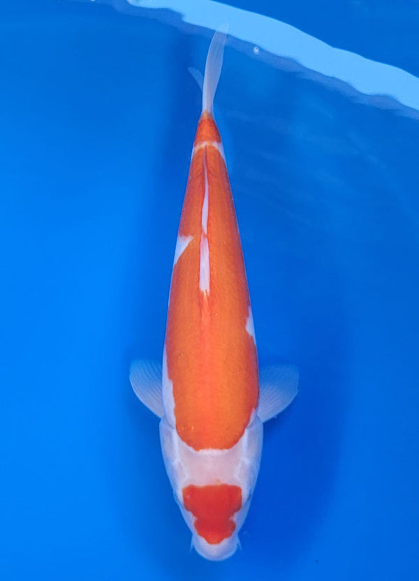 Koi fish for sale — 35 cm Matsue Kohkau at ChampKoi
