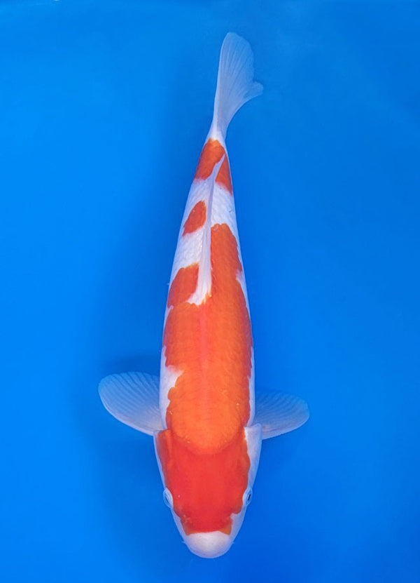 Koi fish for sale — 35 cm Matsue Kohkau at ChampKoi