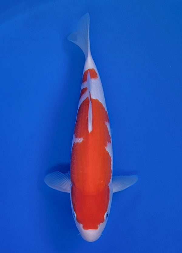 Koi fish for sale — 35 cm Matsue Kohkau at ChampKoi