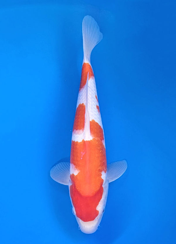 Koi fish for sale — 32 cm Matsue Kohkau at ChampKoi