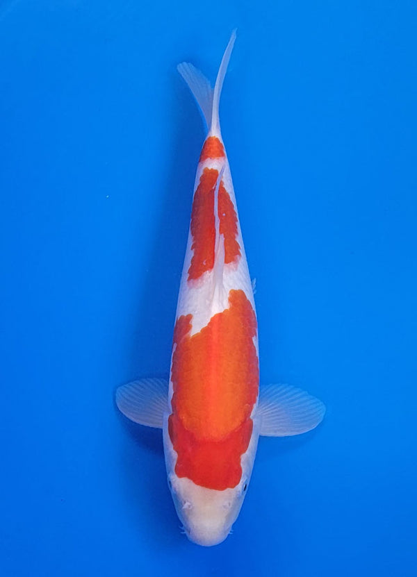 Koi fish for sale — 35 cm Matsue Kohkau at ChampKoi