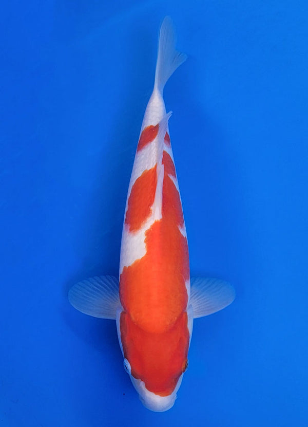 Koi fish for sale — 35 cm Matsue Kohkau at ChampKoi
