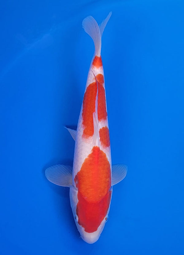 Koi fish for sale — 35 cm Matsue Kohkau at ChampKoi