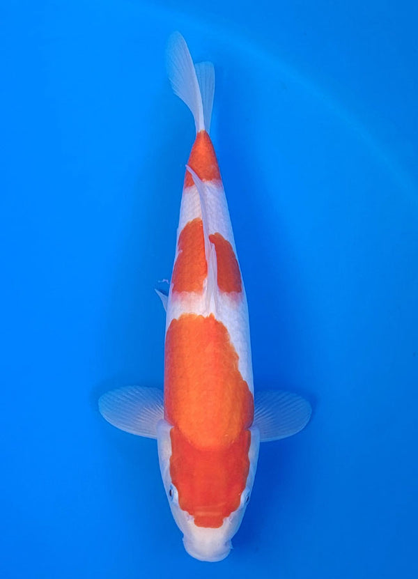 Koi fish for sale — 35 cm Matsue Kohkau at ChampKoi