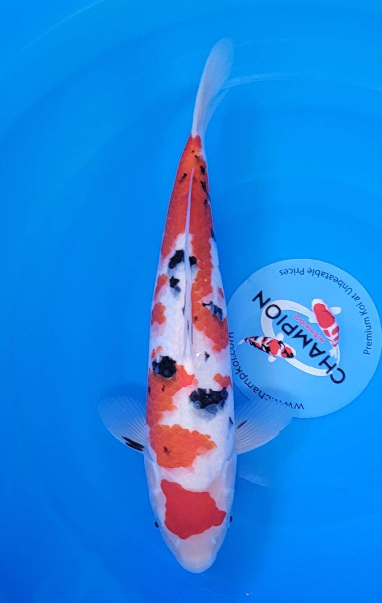 Koi fish for sale — 36 cm Ooya Sanke at ChampKoi