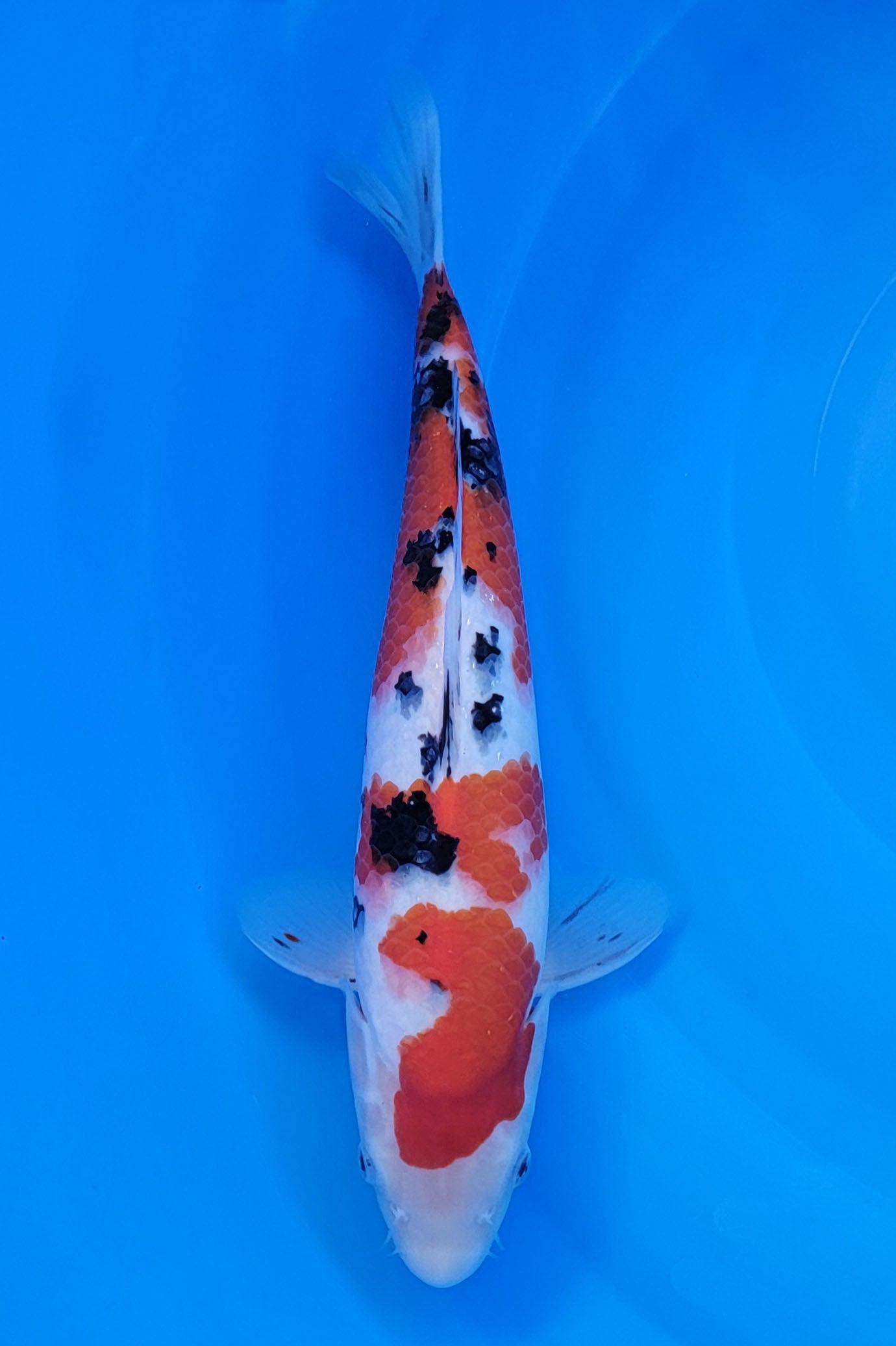 Koi fish for sale — 33 cm Ooya Sanke at ChampKoi