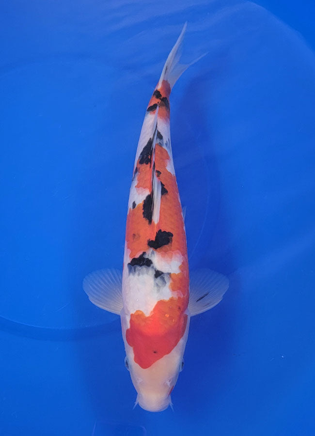 Koi fish for sale — 33 cm Ooya Sanke at ChampKoi