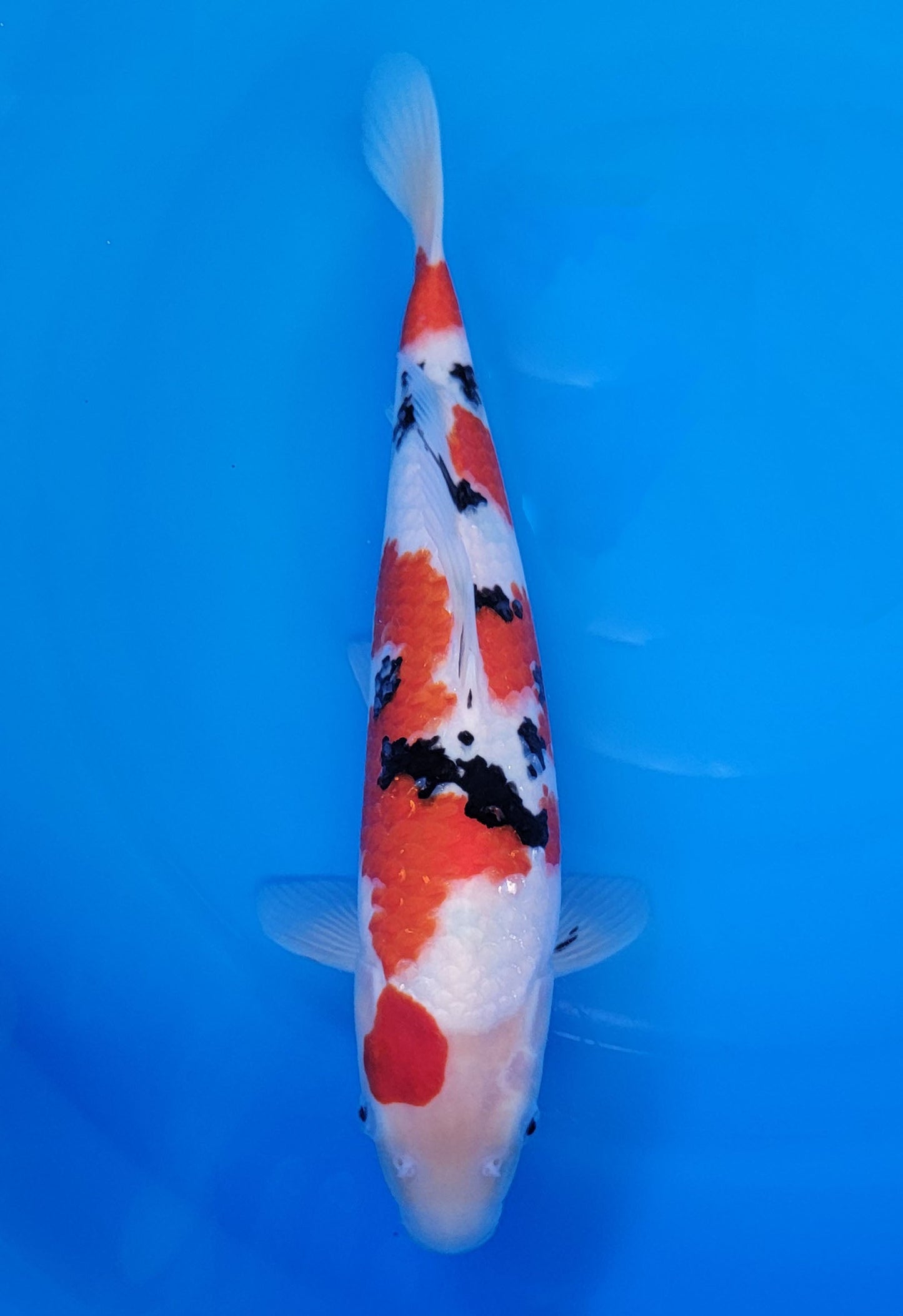 Koi fish for sale — 33 cm Ooya Sanke at ChampKoi