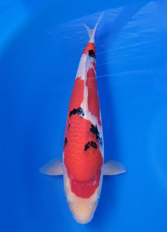 Koi fish for sale — 40 cm Sakai Sanke at ChampKoi