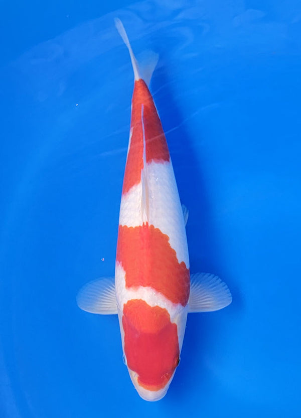 Koi fish for sale — 38 cm Sakai Kohaku at ChampKoi