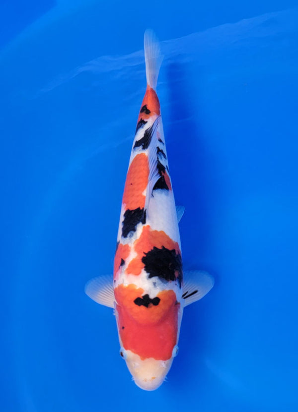 Koi fish for sale — 40 cm Sakai Sanke at ChampKoi