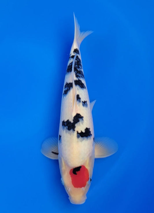 Koi fish for sale — 38 cm Sakai Tancho Sanke at ChampKoi