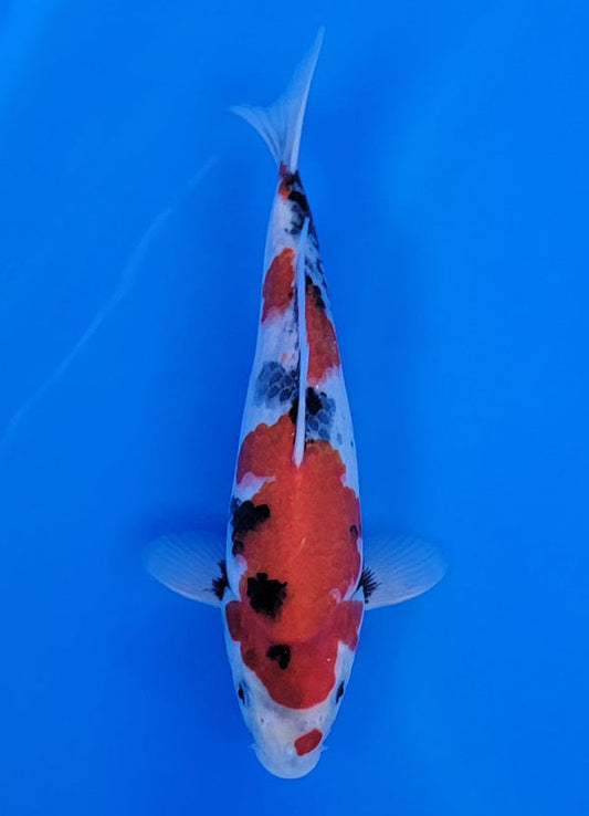 Koi fish for sale — 30 cm Sekiguchi Showa at ChampKoi