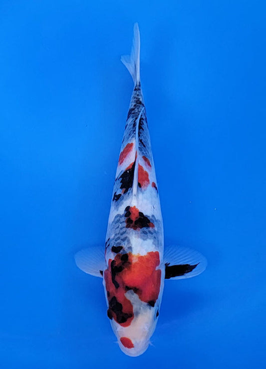 Koi fish for sale — 30 cm Sekiguchi Showa at ChampKoi