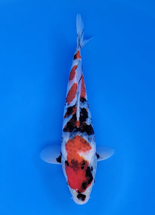 Koi fish for sale — 28 cm Sekiguchi Showa at ChampKoi