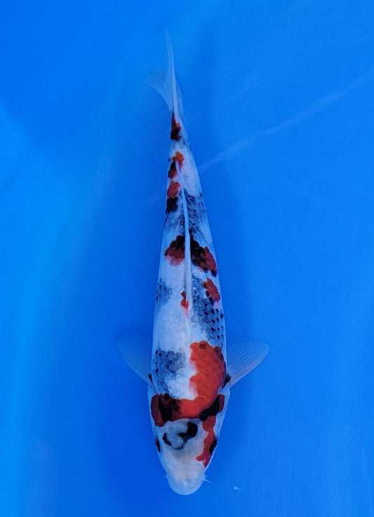 Koi fish for sale — 25 cm Sekiguchi Showa at ChampKoi