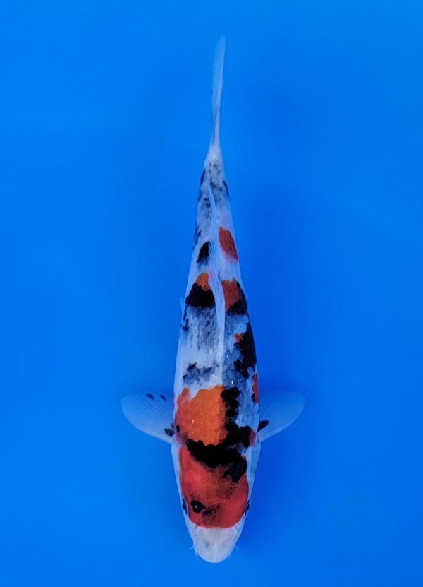 Koi fish for sale — 23 cm Sekiguchi Showa at ChampKoi