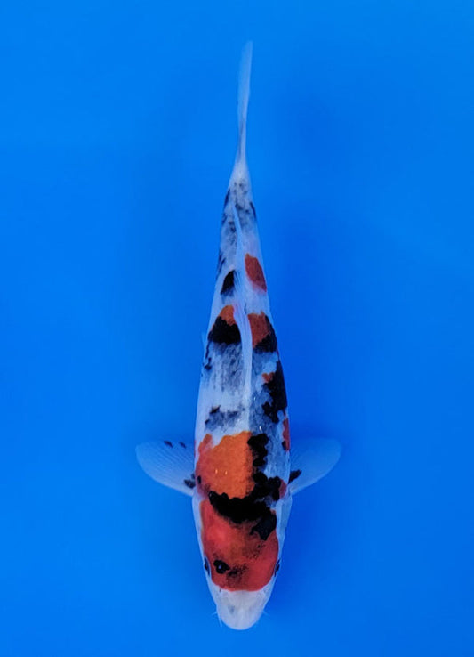 Koi fish for sale — 23 cm Sekiguchi Showa at ChampKoi
