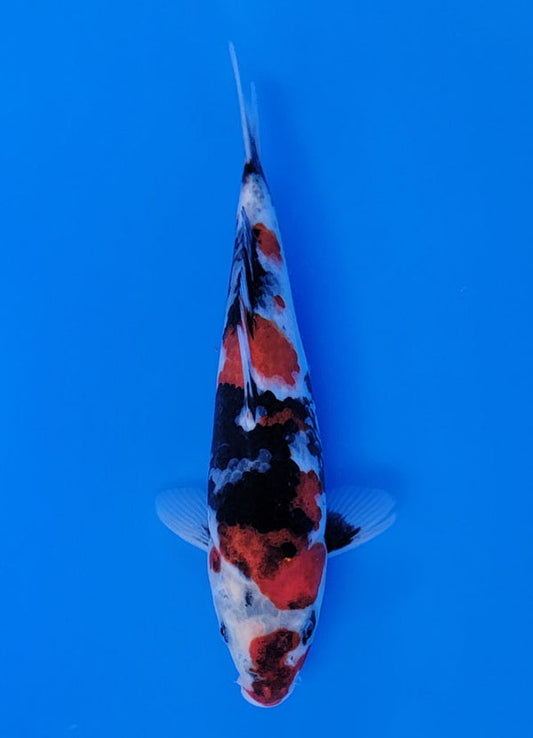 Koi fish for sale — 25 cm Sekiguchi Showa at ChampKoi