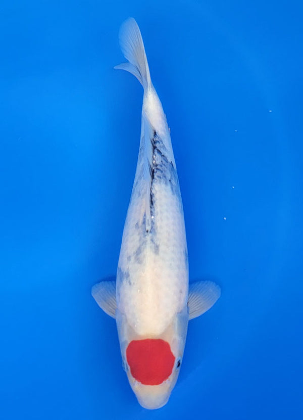 Koi fish for sale — 38 cm Isa Tancho Showa at ChampKoi