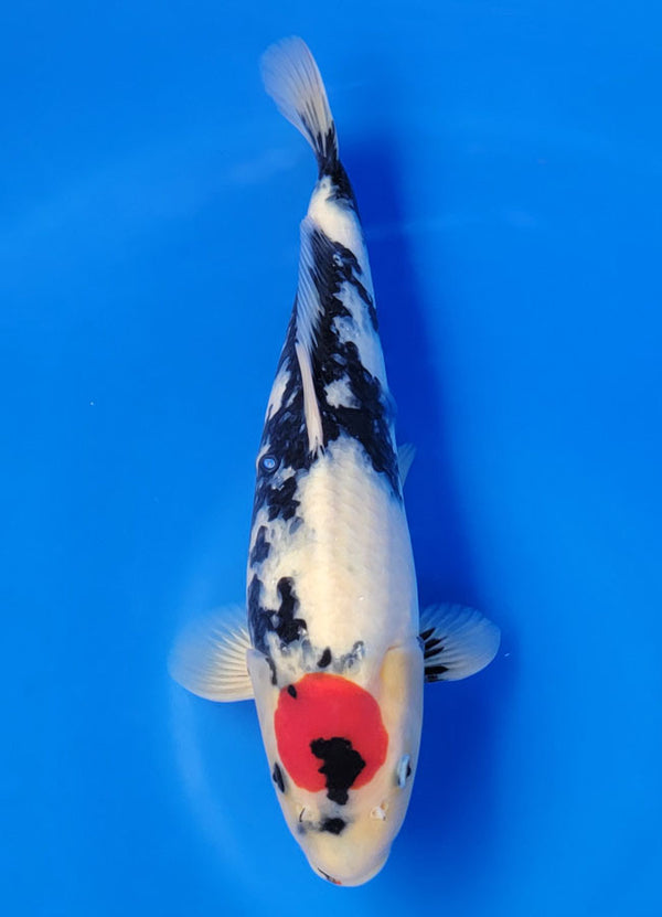 Koi fish for sale — 38 cm Isa Tancho Showa at ChampKoi
