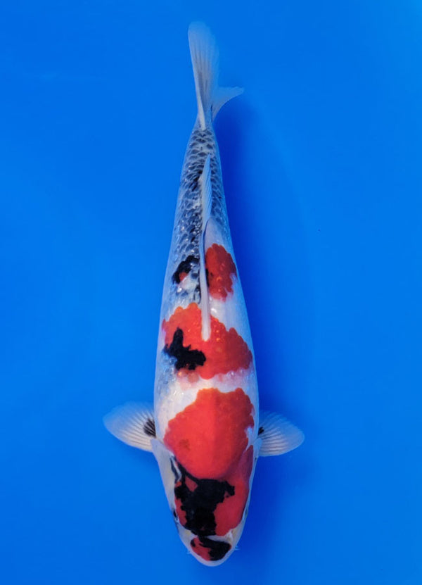Koi fish for sale — 36 cm Isa Showa at ChampKoi