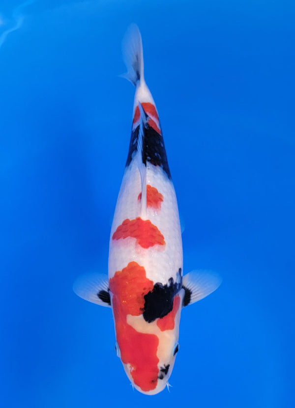 Koi fish for sale — 33 cm Isa Showa at ChampKoi