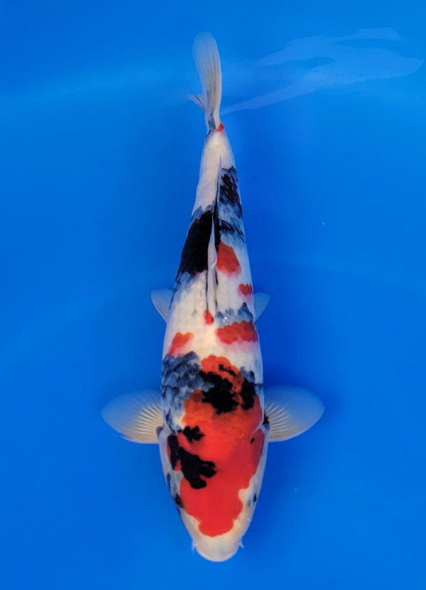 Koi fish for sale — 38 cm Isa Showa at ChampKoi