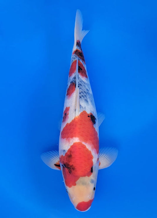 Koi fish for sale β 38 cm Isa Showa at ChampKoi