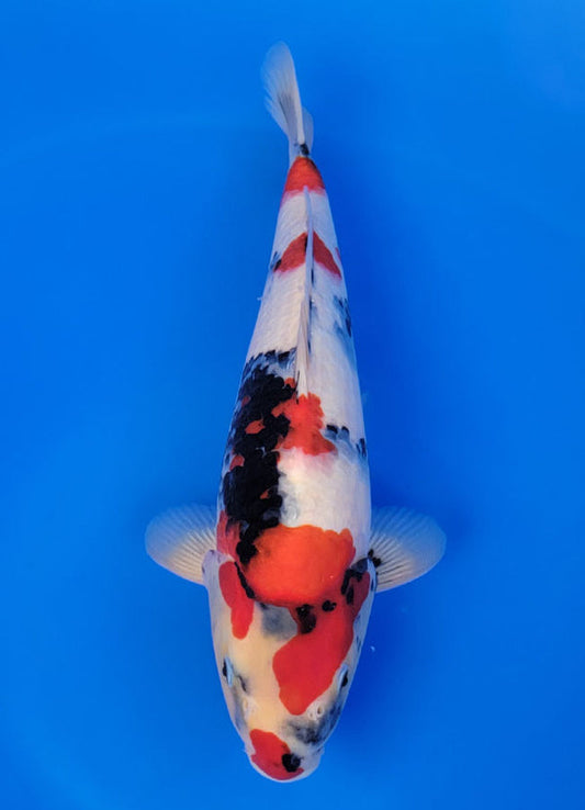 Koi fish for sale β 38 cm Isa Showa at ChampKoi